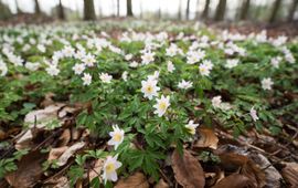 Bosanemonen in leembos Schijndel