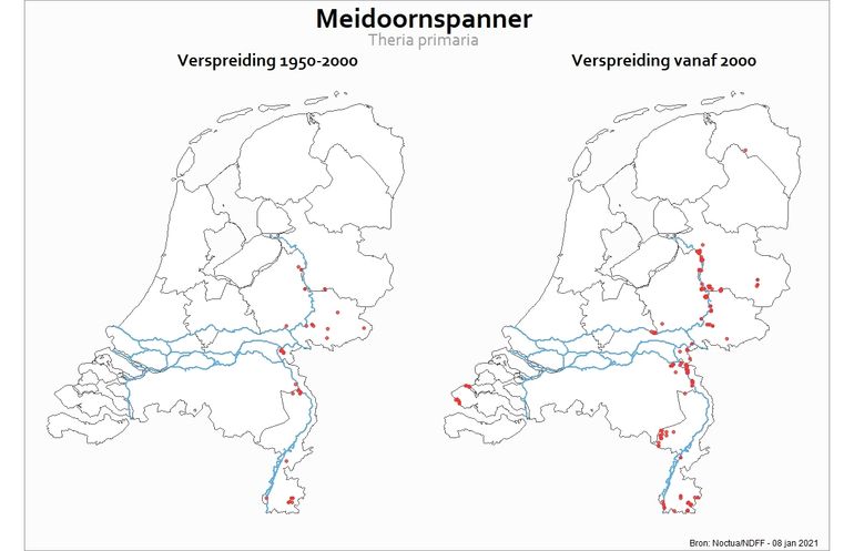 Waarnemingen van de meidoornspanner in twee perioden