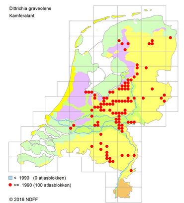 De verspreiding van Kamferalant in 5x5 kilometerhokken.