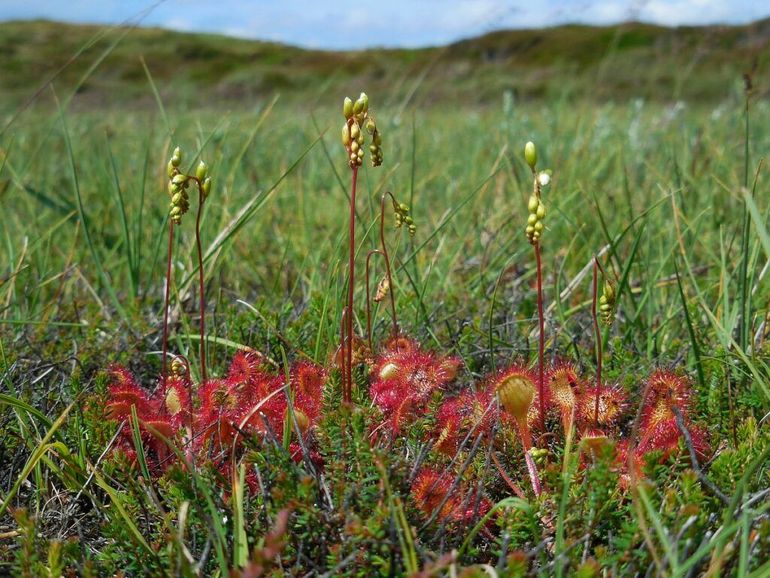 Elk plantje maakt één of twee bloemstengels