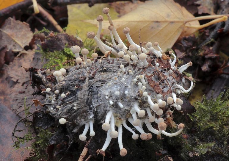 Vogelveerzwam (Onygena corvinus) op een grote braakbal