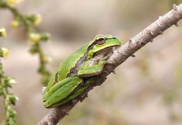 Oostelijke boomkikker (Hyla orientalis), gefotografeerd in Dalyan, Turkije.
