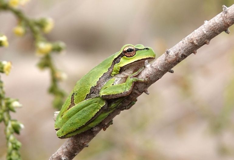 Oostelijke boomkikker (Hyla orientalis), gefotografeerd in Dalyan, Turkije