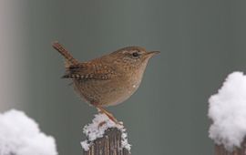 Troglodytes troglodytes, Winterkoning