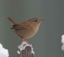 Troglodytes troglodytes, Winterkoning