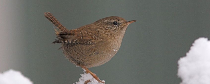 Troglodytes troglodytes, Winterkoning