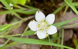 provincie Utrecht parnassia op Landgoed De Boom