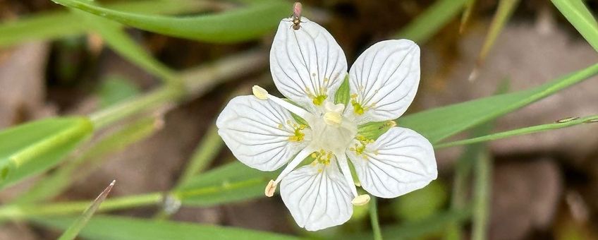 parnassia op Landgoed De Boom