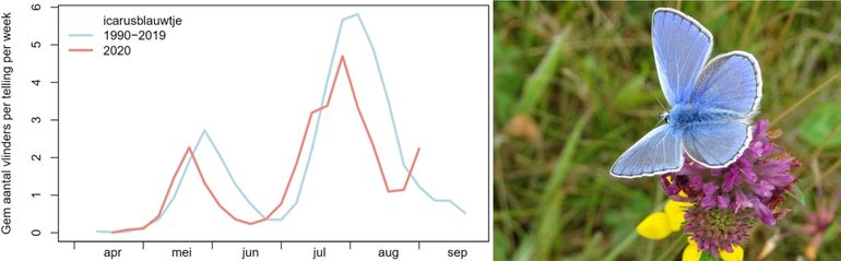 Icarusblauwtje in de monitoringroutes; blauw = gemiddelde 1990-2019, rood = 2020