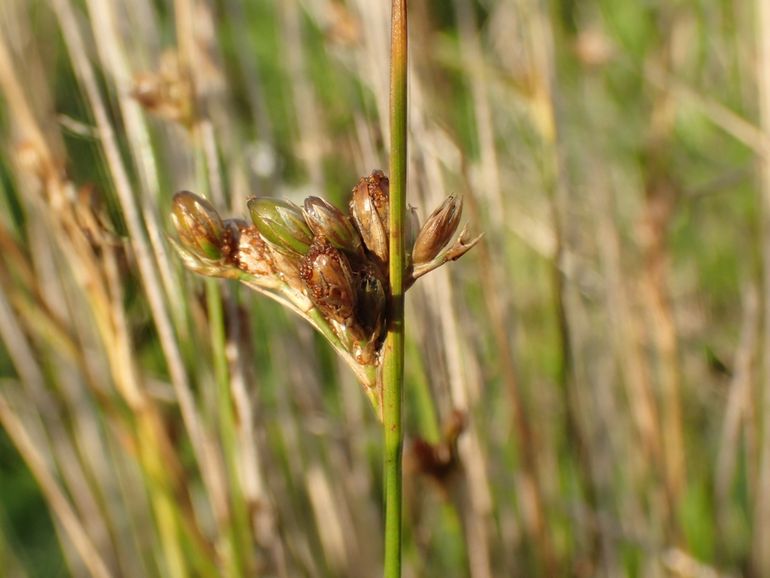 Juncus imbricatus