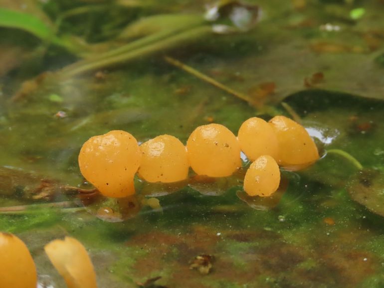 In Nederland komen witte Beekmijtertjes zeer zeldzaam voor vergeleken met de gele en oranje variëteiten