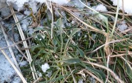 Thea Spruijt Oorsilene in de winter