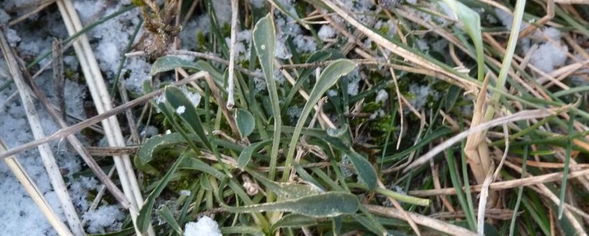 Oorsilene in de winter