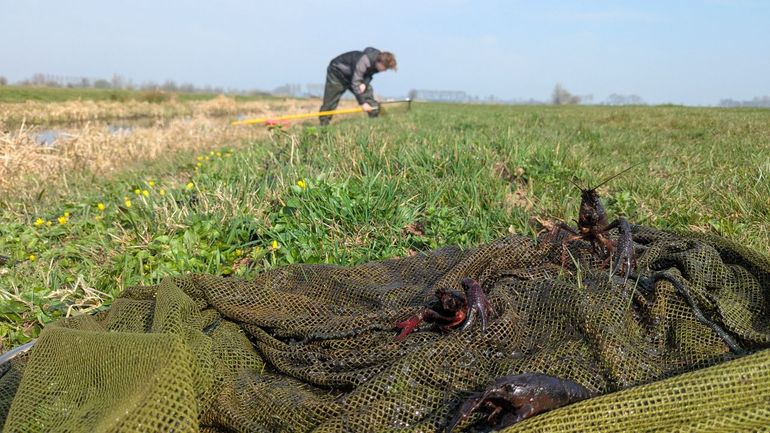 Schepnetvangst met rode Amerikaanse rivierkreeft in Zegveld