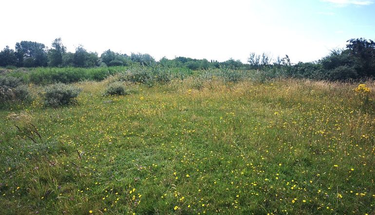 Goeree werd bloemrijk na het uitsluiten van begrazing