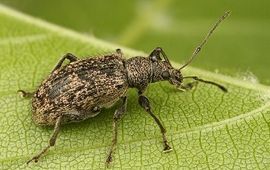 Phyllobius pilicornis