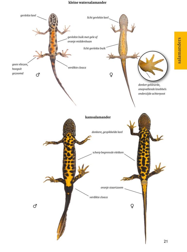 Buikzijde kleine watersalamander en kamsalamander