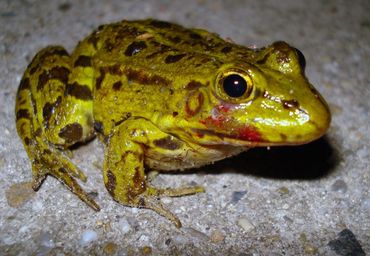 Groene kikker met ranavirus