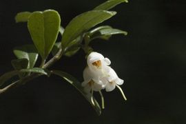 Vaccinium vitis-idaea 3, Rode bosbes, cowberry, bloei