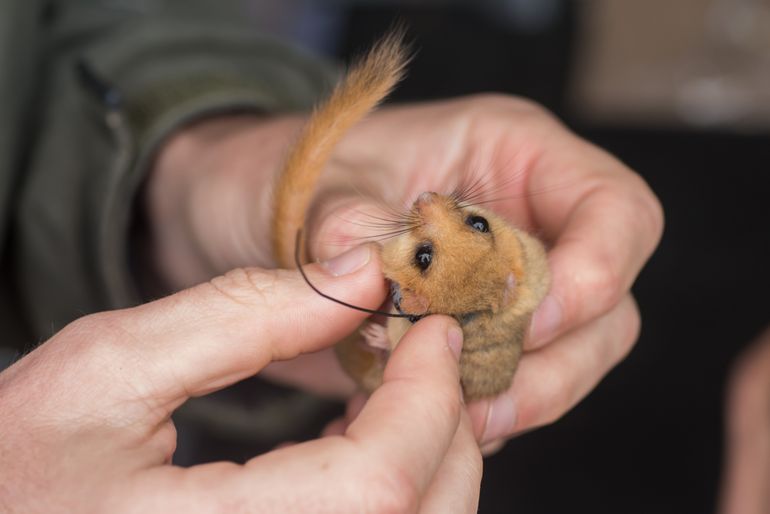 Hazelmuis met zender