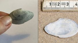 Vondst Ameland details volgen