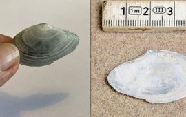 Vondst Ameland details volgen