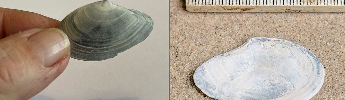 Vondst Ameland details volgen