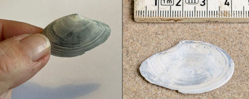 Vondst Ameland details volgen