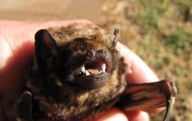 Lasiurus cinereus semotus, Hoary bat