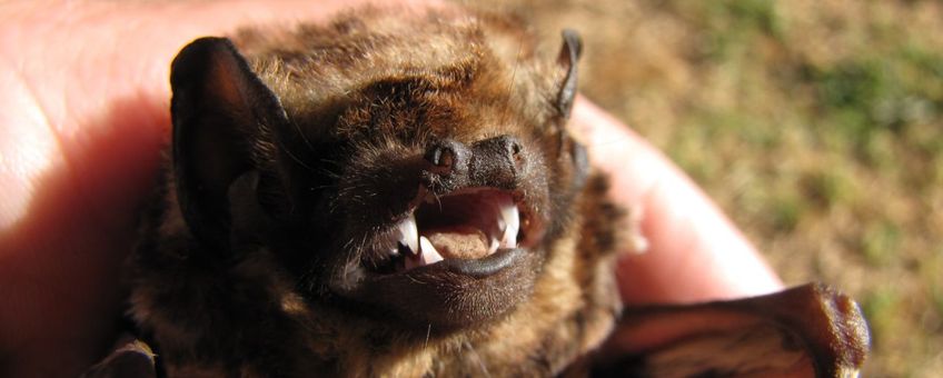 Lasiurus cinereus semotus, Hoary bat