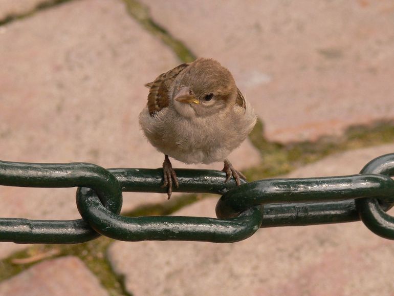 De huismus is de bekendste vogel van ons land. Toch zit de huismus in het nauw: de afgelopen decennia is het aantal gehalveerd