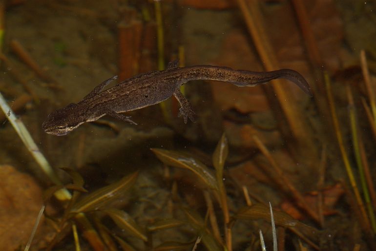 Kleine watersalamander