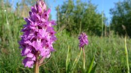 Dactylorhiza praetermissa, Rietorchis