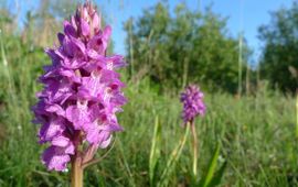 Dactylorhiza praetermissa, Rietorchis