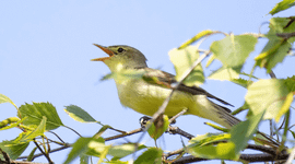 Spotvogel, Hippolais icterina