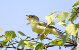 Spotvogel, Hippolais icterina