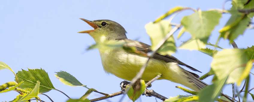Spotvogel, Hippolais icterina