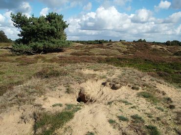 Konijnenhol met konijnenkeutels ervoor