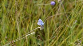 Icarusblauwtje op blauwe knoop in de Gagelpolder