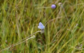 Icarusblauwtje op blauwe knoop in de Gagelpolder