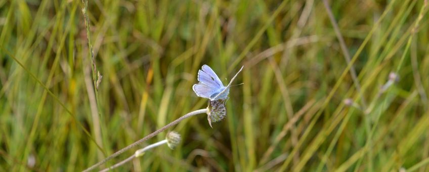 Icarusblauwtje op blauwe knoop in de Gagelpolder