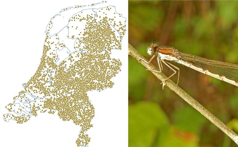 De waarnemingen van bruine winterjuffer vanaf 2020. Over het hele land verspreid, maar in open gras- en akkergebieden duidelijk minder dicht