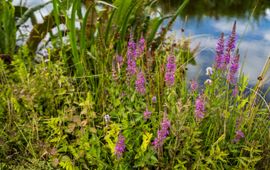 Sovon Door de natuurinclusieve manier van boeren van Arie van Oosterom neemt de biodiversiteit in flora en fauna enorm toe.
