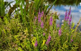 Door de natuurinclusieve manier van boeren van Arie van Oosterom neemt de biodiversiteit in flora en fauna enorm toe.