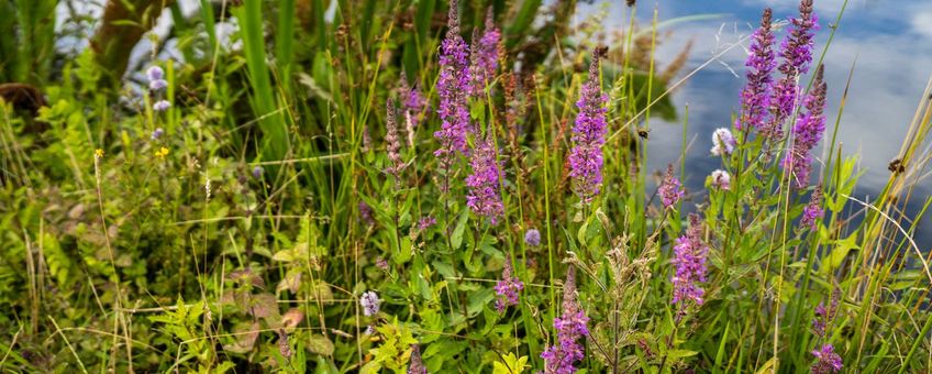 Door de natuurinclusieve manier van boeren van Arie van Oosterom neemt de biodiversiteit in flora en fauna enorm toe.