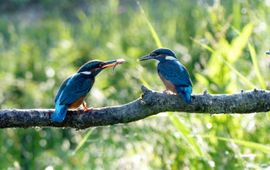 ijsvogel met jong IVN