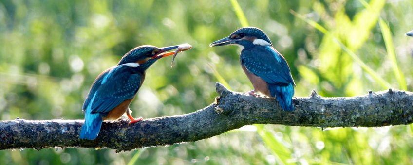 ijsvogel met jong IVN