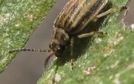 P.Toth De Ophraella communa kever op een Ambrosiablad (foto P.Toth)
