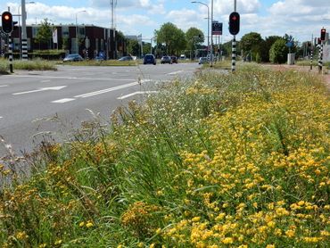 Bloei: nectar van voorjaar tot en met najaar, als bron van 'brandstof' voor vlinders en andere insecten en stuifmeel voor het broed van bijvoorbeeld bijen