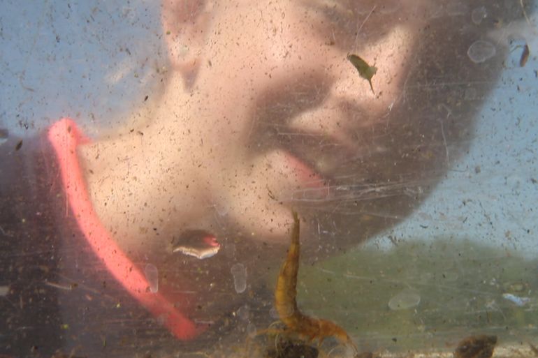 Meisje achter aquarium met larve geelgerande watertor